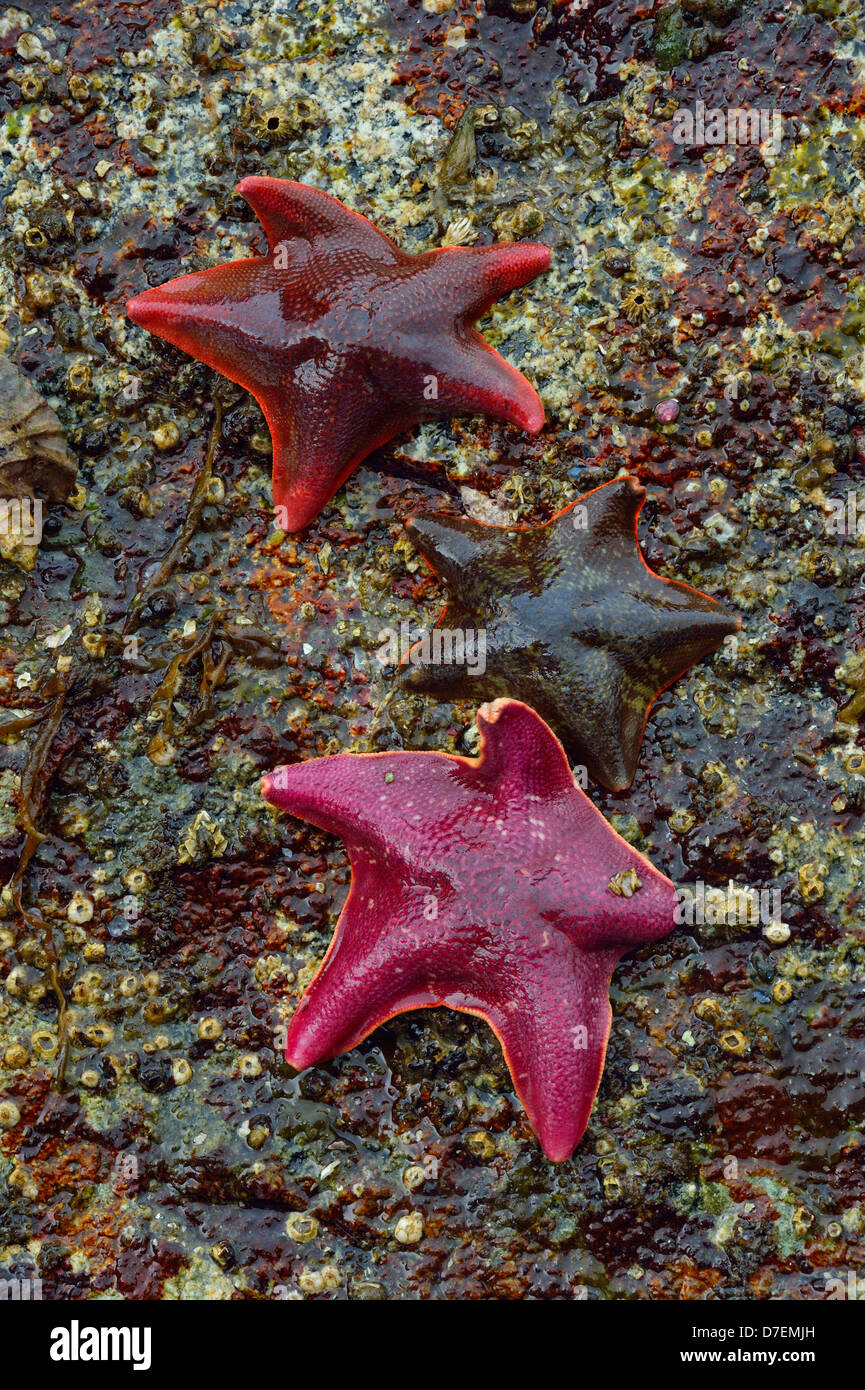 Intertidal organisms at low tide. Bat stars. Haida Gwaii Queen Charlotte Islands Gwaii Haanas NP British Columbia Canada Stock Photo