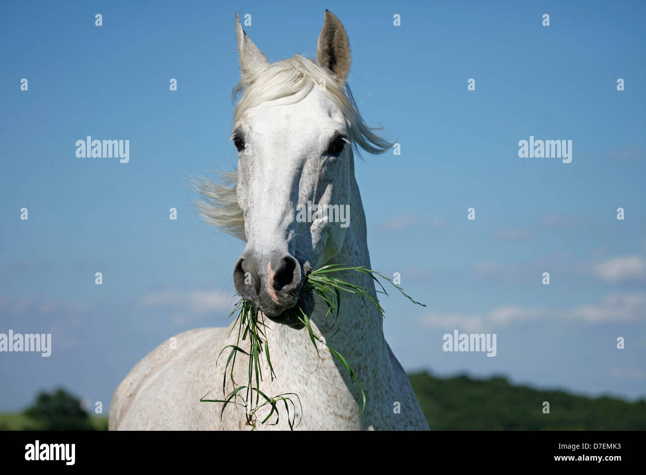 Andalusian horse portrait Stock Photo - Alamy