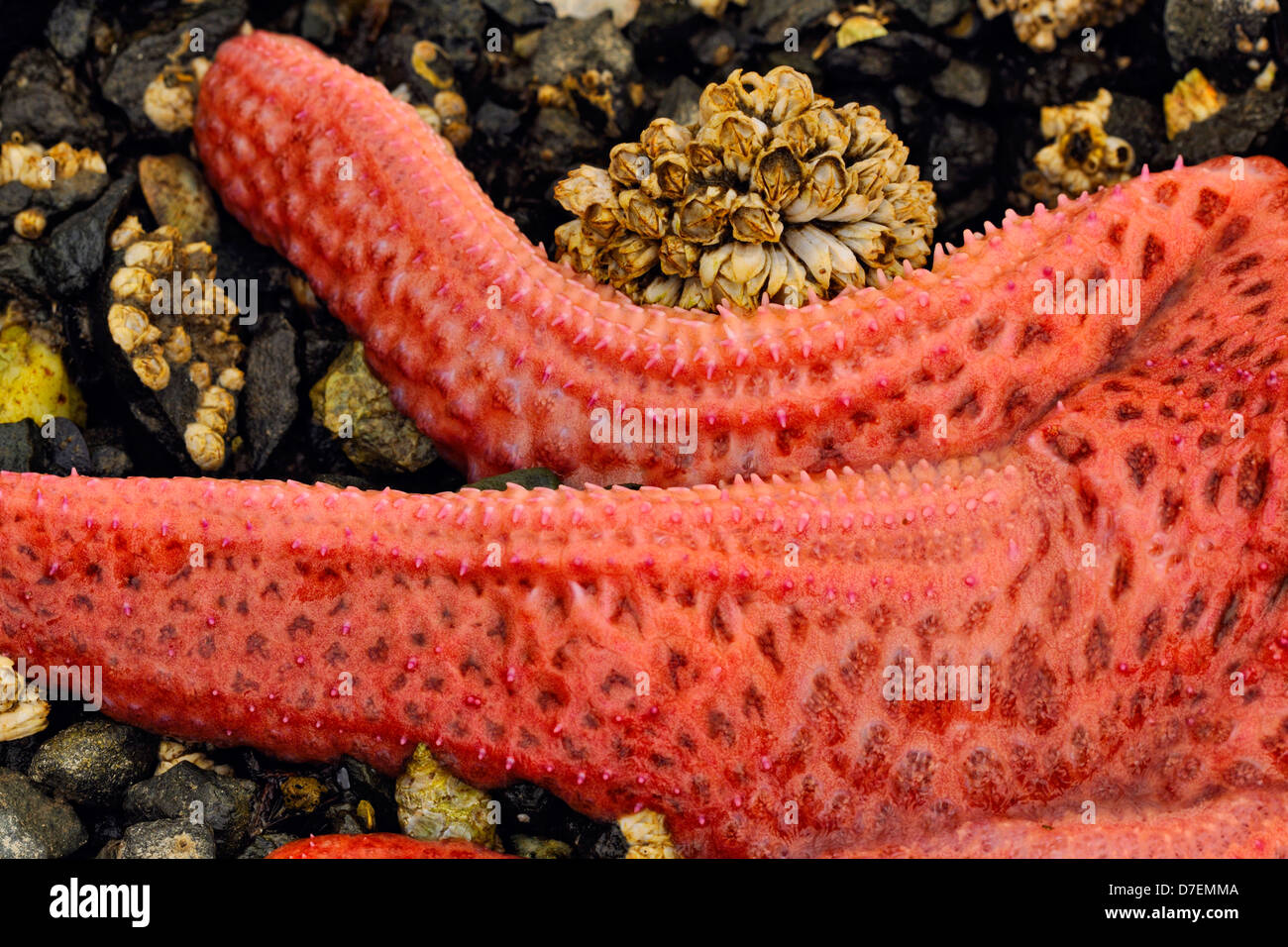 Intertidal organisms at low tide. sea stars. Haida Gwaii Queen Charlotte Islands Gwaii Haanas NP British Columbia Canada Stock Photo