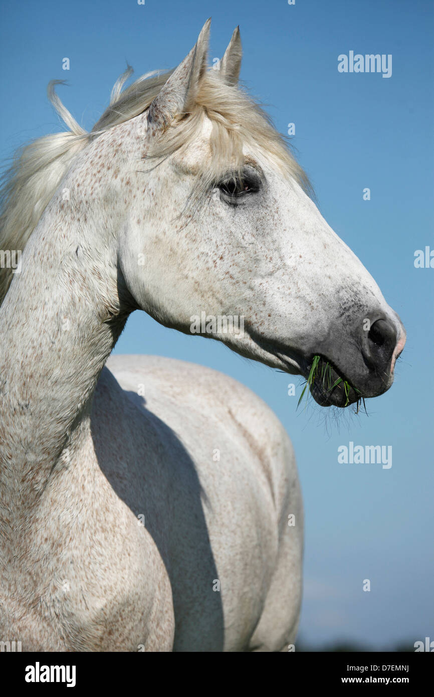 Andalusian horse portrait Stock Photo - Alamy