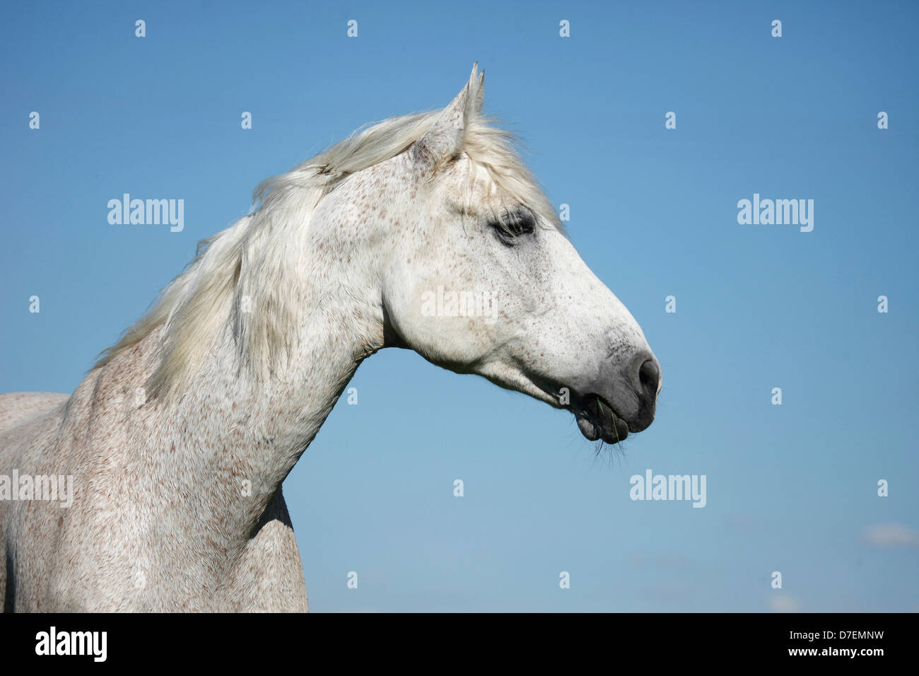 Andalusian horse portrait Stock Photo - Alamy