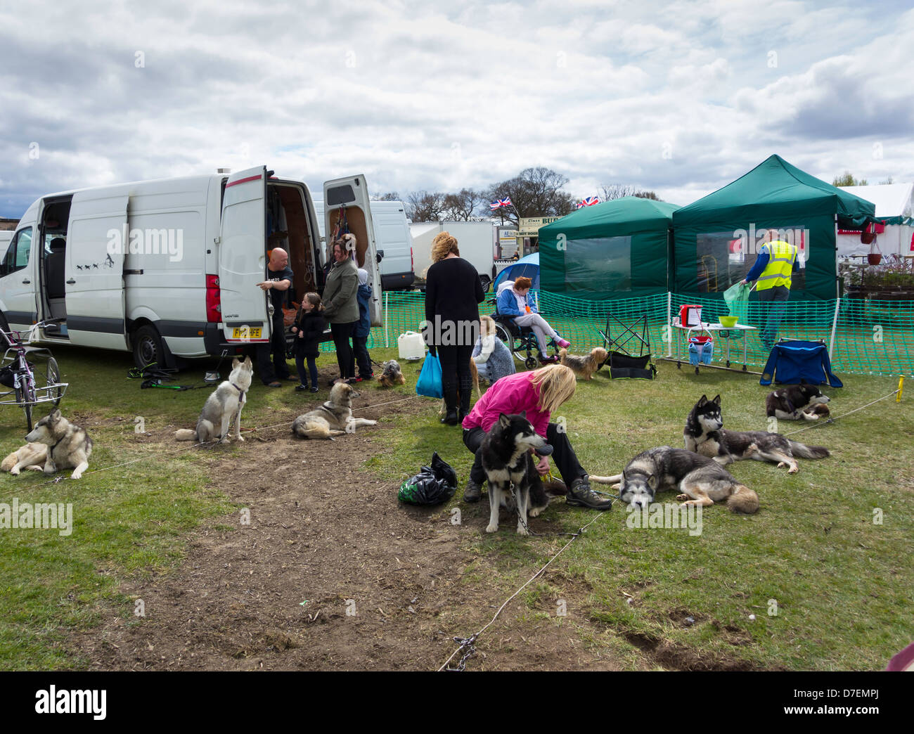 Woman grooming a Husky dog at the annual garden show at Preston Park Stockton on Tees UK Stock Photo
