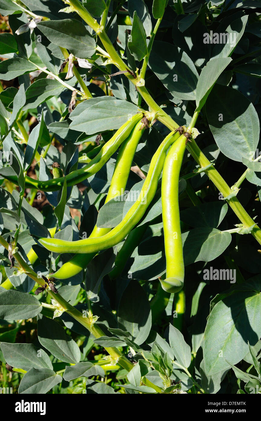 Broad bean pod hires stock photography and images Alamy