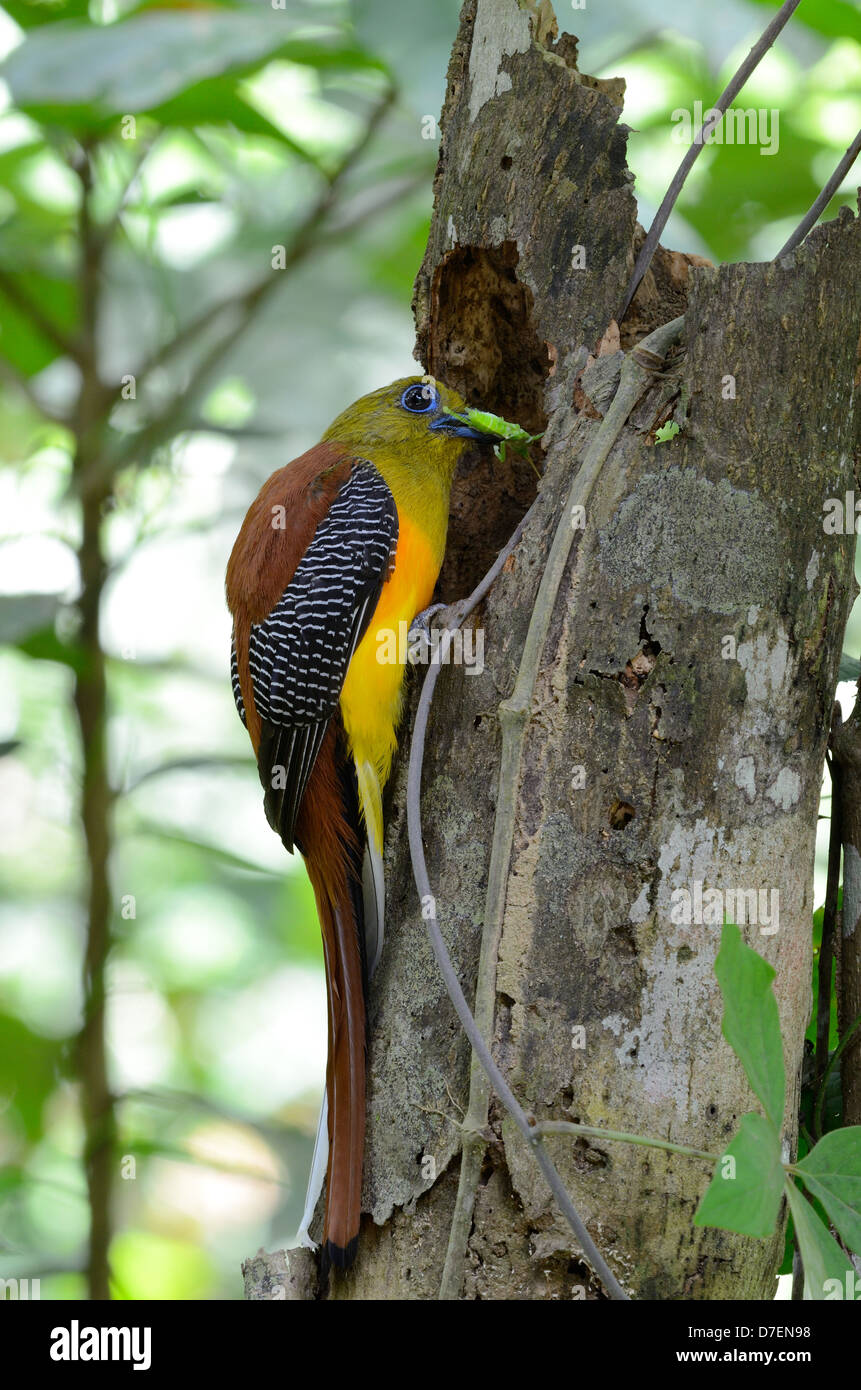 Harpactes hires stock photography and images Alamy