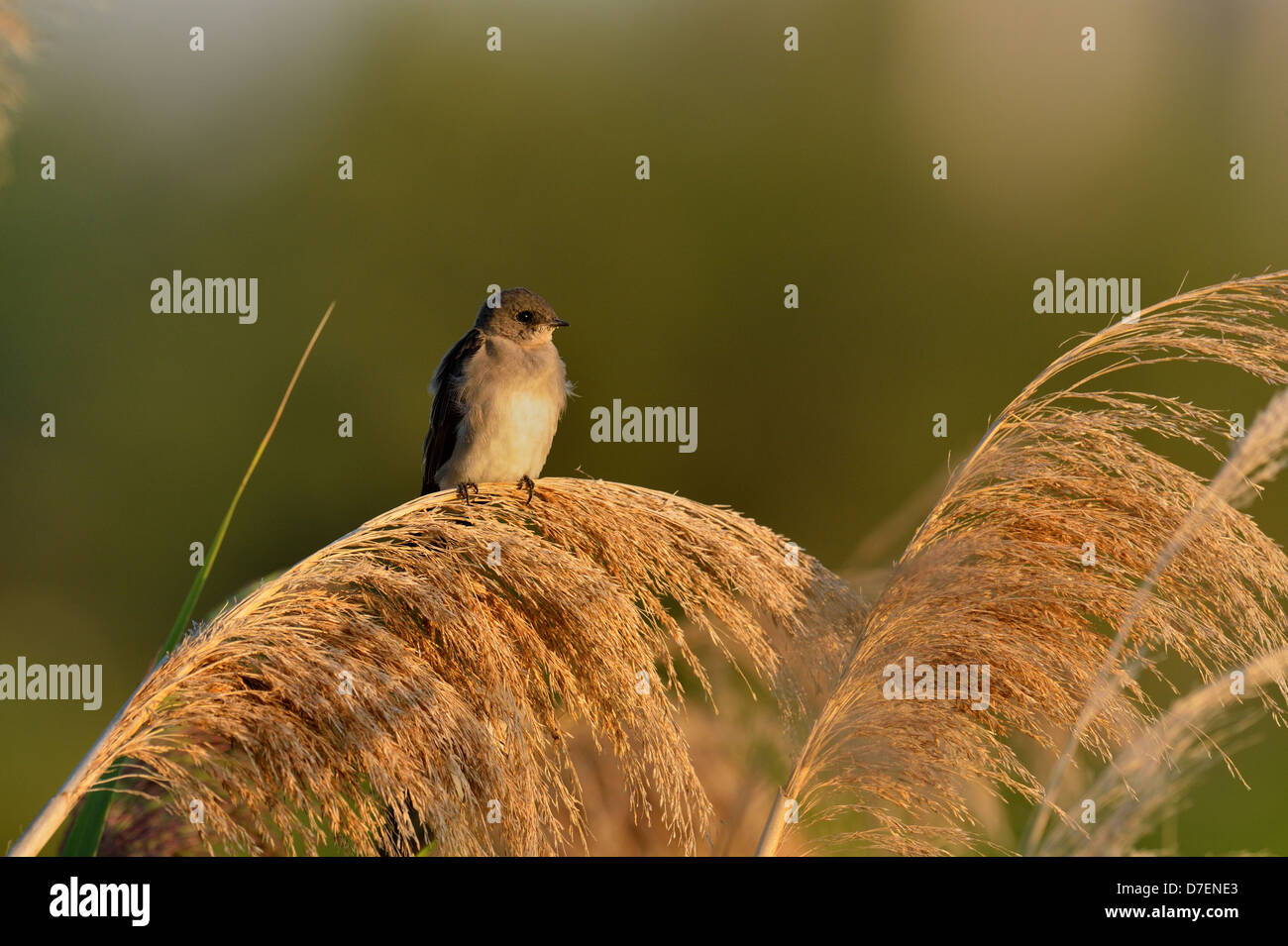 Tree Swallow (Tachycineta bicolor) Young roosting on giant reeds, Niagara College Wetlands, Welland, Ontario, Canada Stock Photo
