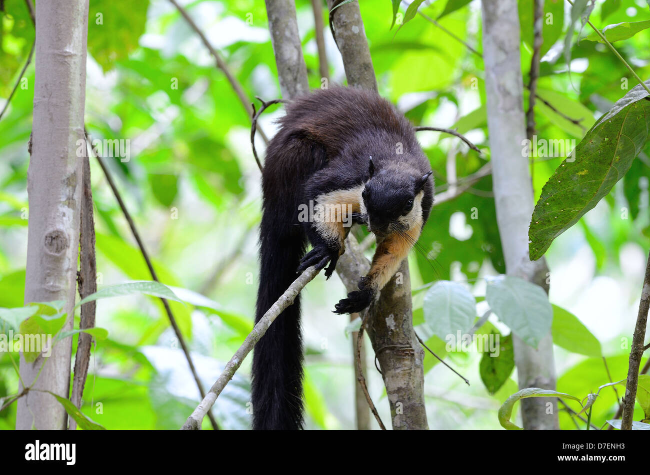 beautiful Black Giant Squirrel (Ratufa bicolor) at Kaeng Krachan National Park,Thailand Stock Photo