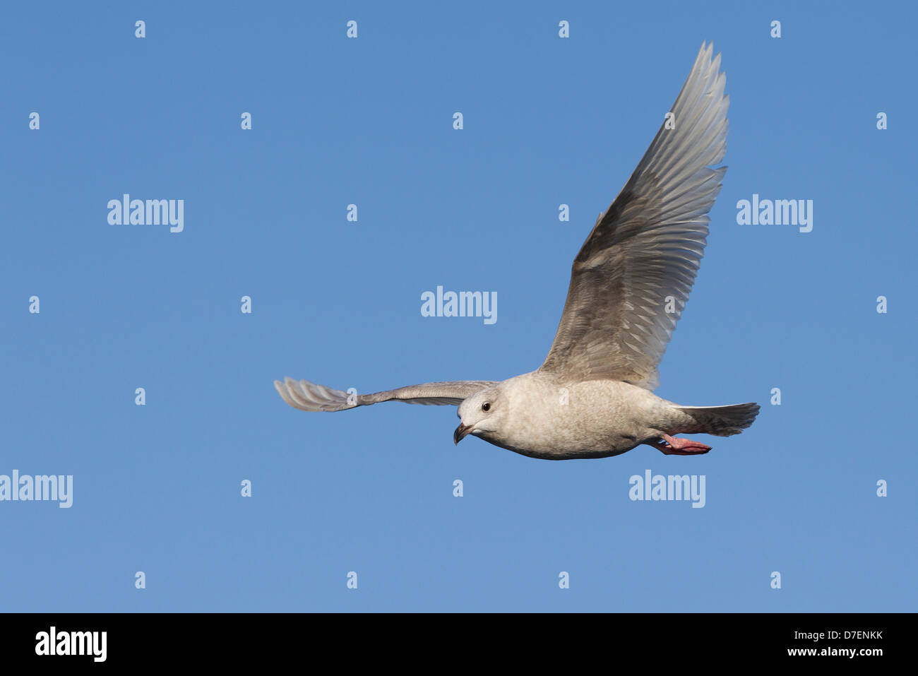 Iceland Gull (Larus glaucoides glaucoides), first winter plumage, in flight over the waters of the Atlantic Ocean Stock Photo