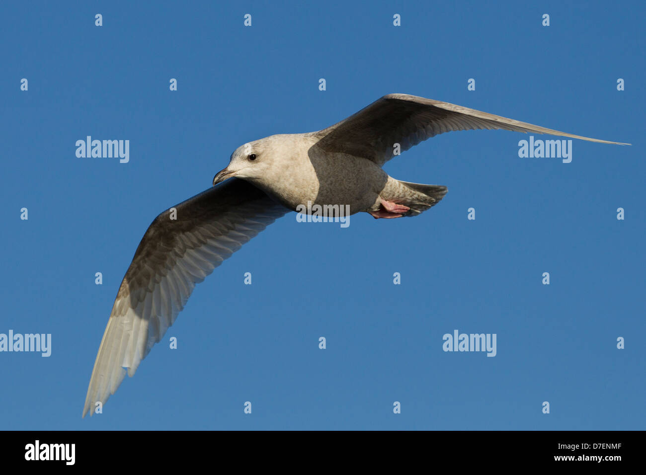 Iceland Gull (Larus glaucoides glaucoides), first winter plumage, in flight over the waters of the Atlantic Ocean Stock Photo