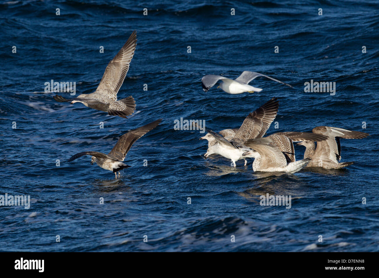 Lesser BlackBacked Gulls with several Great BlackBacked Gulls and