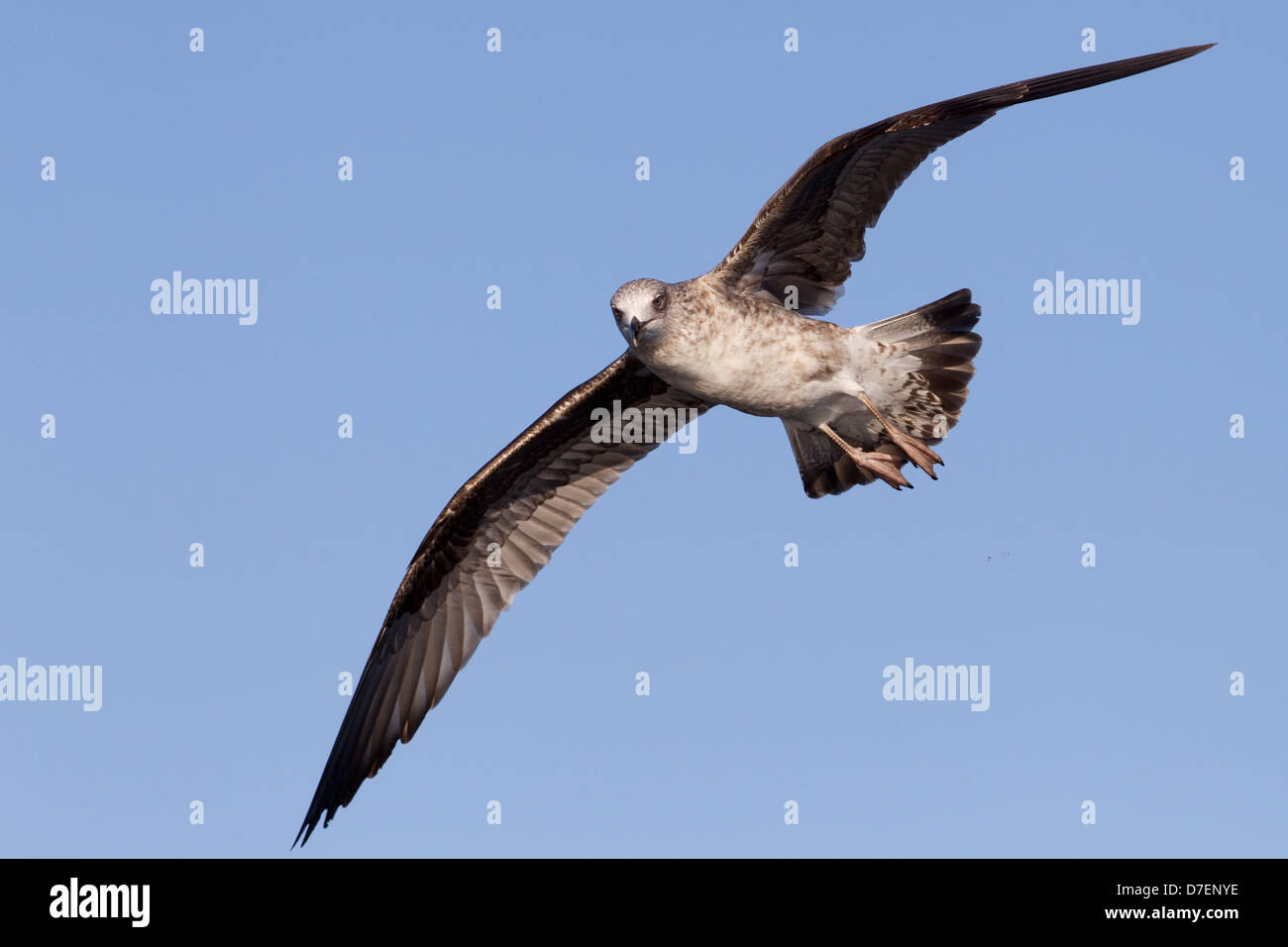 Lesser Black-backed Gull (Larus fuscus graellsii), in second winter plumage, in flight Stock Photo