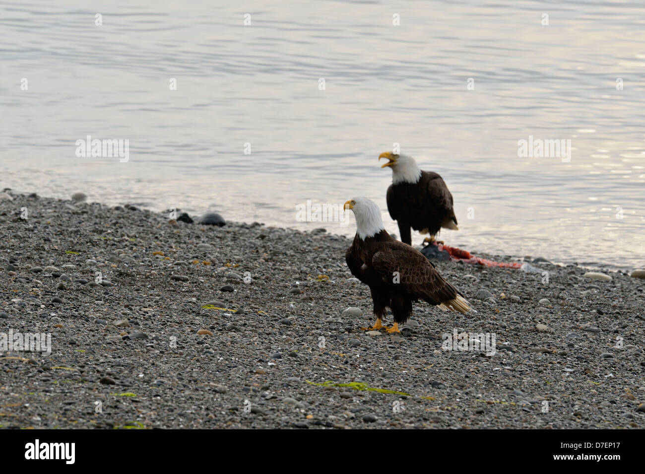 Bald eagle (Haliaeetus leucocephalus) Scavenging a salmon carcass