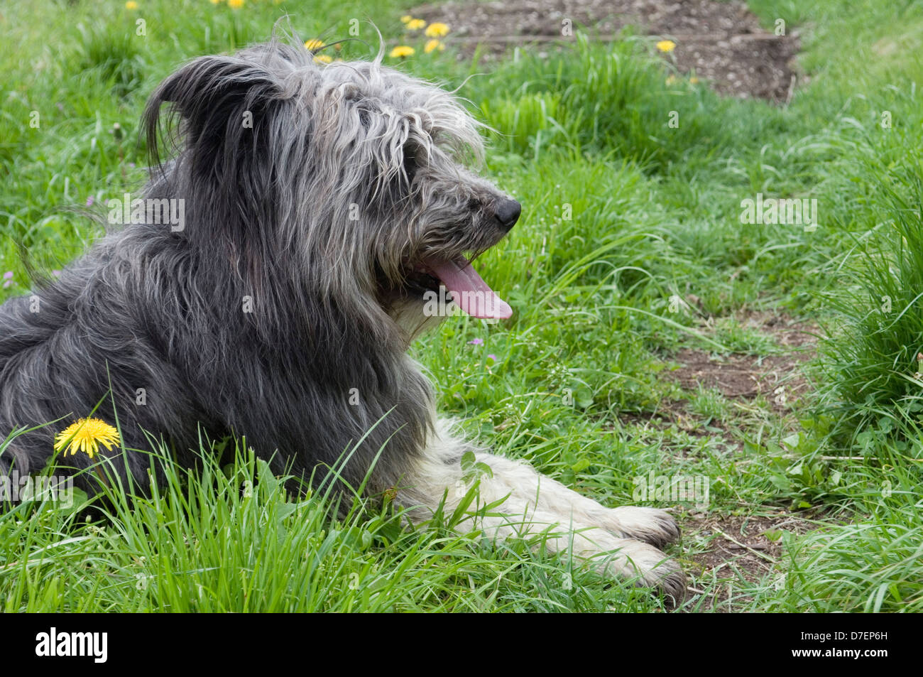 pastore bergamasco shepherd dog lying on grass Stock Photo