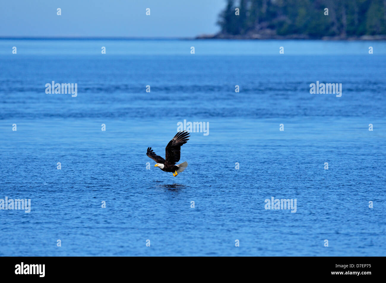 Bald eagle (Haliaeetus leucocephalus) Adult hunting, Haida Gwaii (Queen