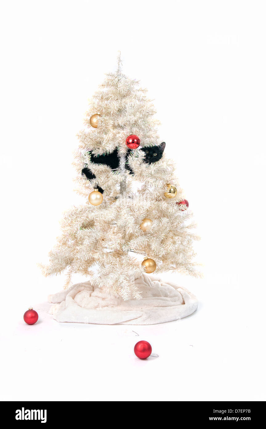 black cat in a christmas tree Stock Photo Alamy