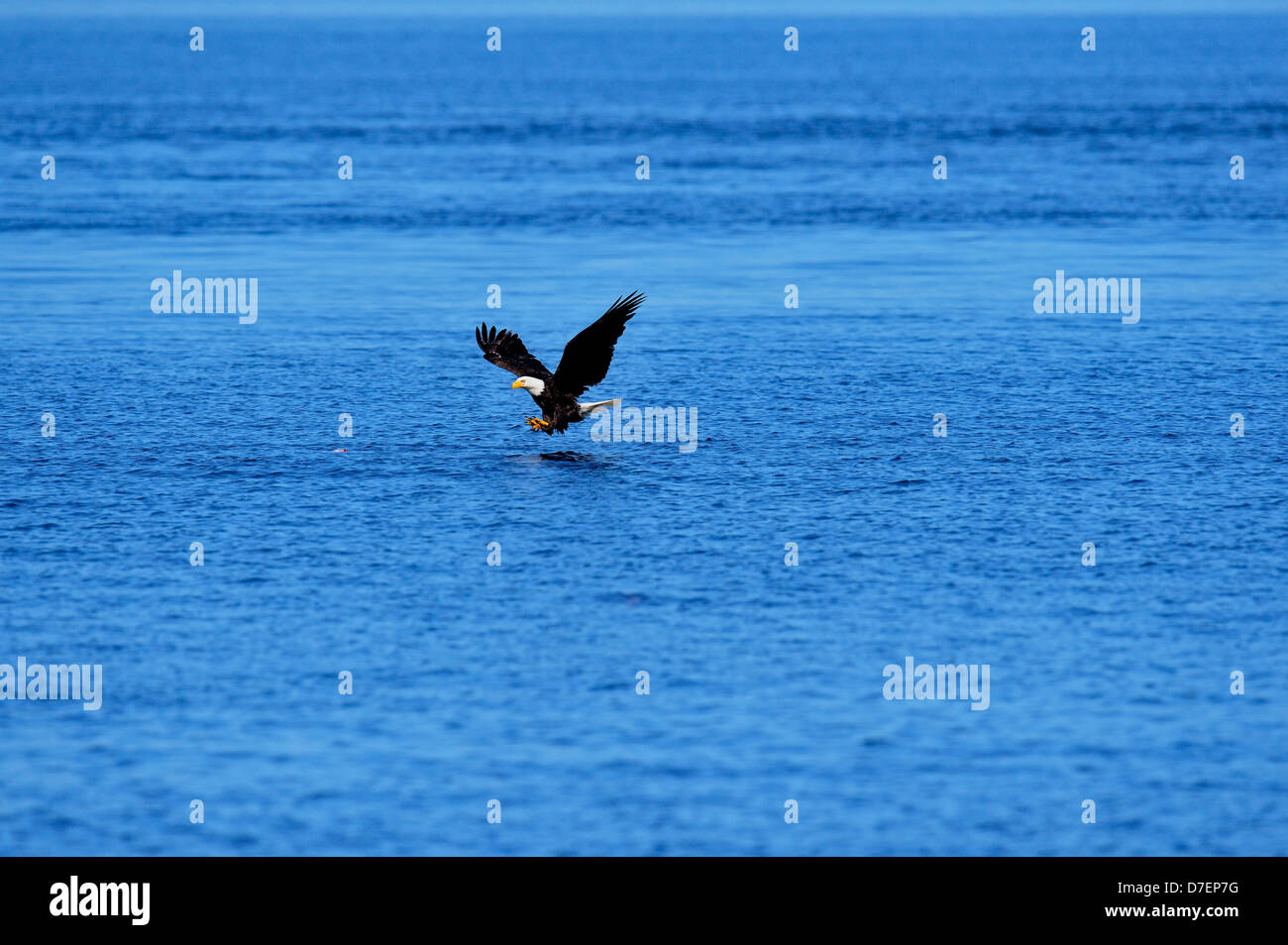 Bald eagle (Haliaeetus leucocephalus) Adult hunting, Haida Gwaii (Queen