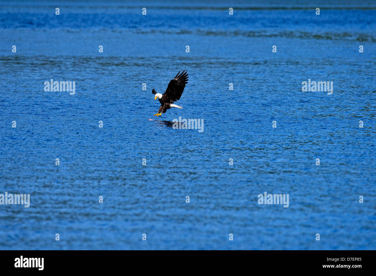 Bald eagle (Haliaeetus leucocephalus) Adult hunting, Haida Gwaii (Queen