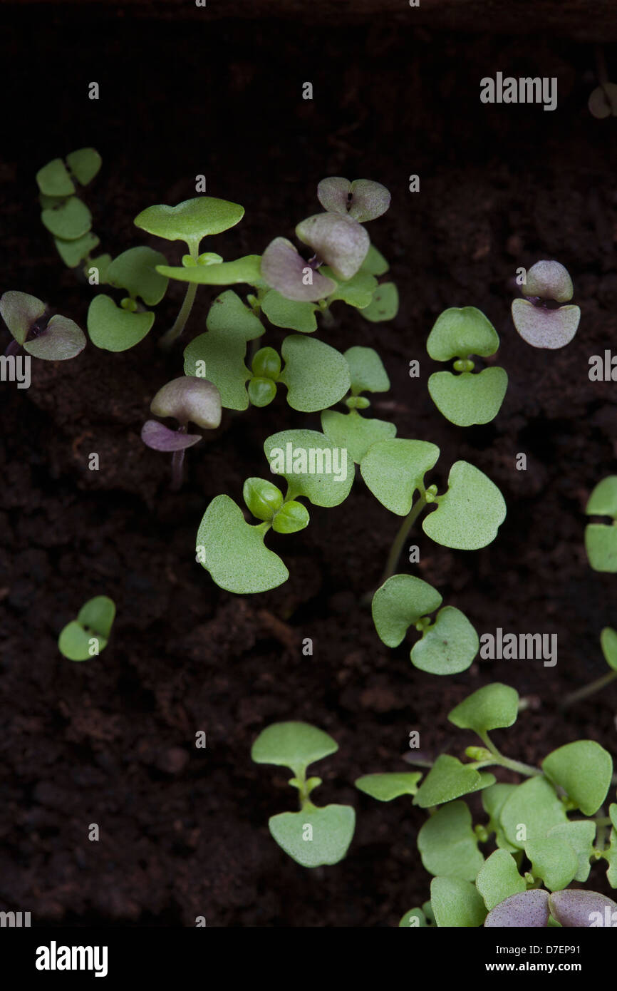 Basil plants sprouting Stock Photo Alamy