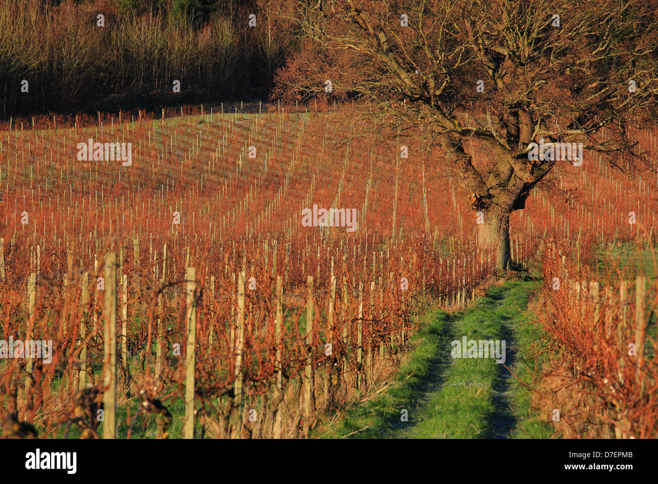 Denbys vineyard, Dorking, Surrey Hills, England Stock Photo