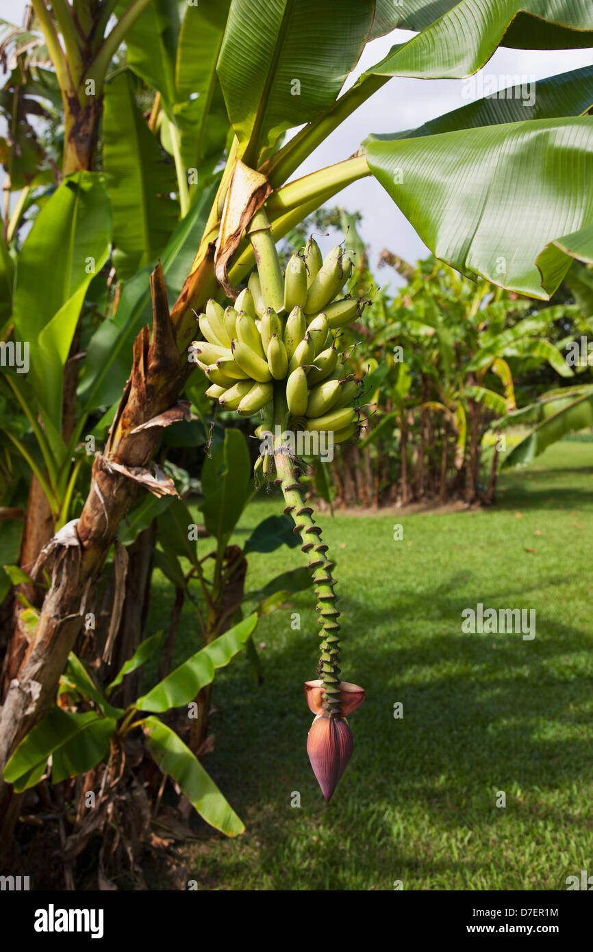 Bananas growing on a tree;Honolulu maui hawaii united states of america