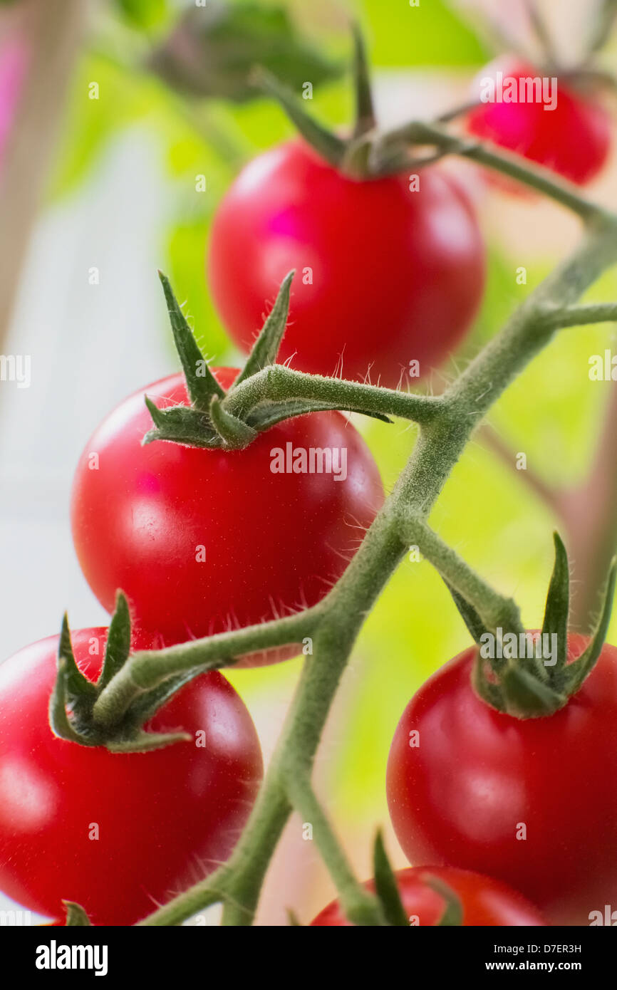 Close up of ripe red cherry tomatoes growing on the plant;Anchorage ...