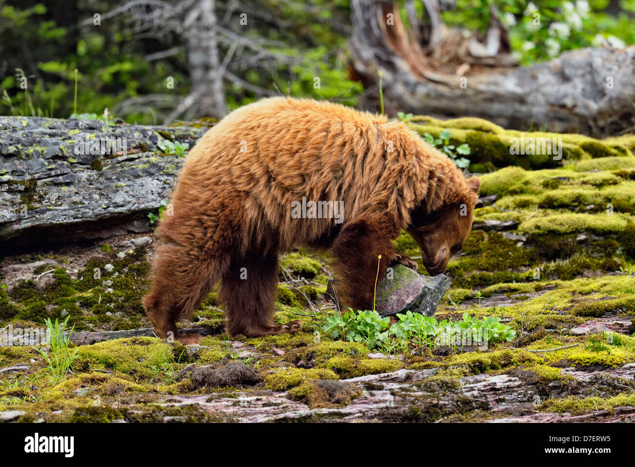American Black bear, Ursus americanus, Cinnamon variety foraging in