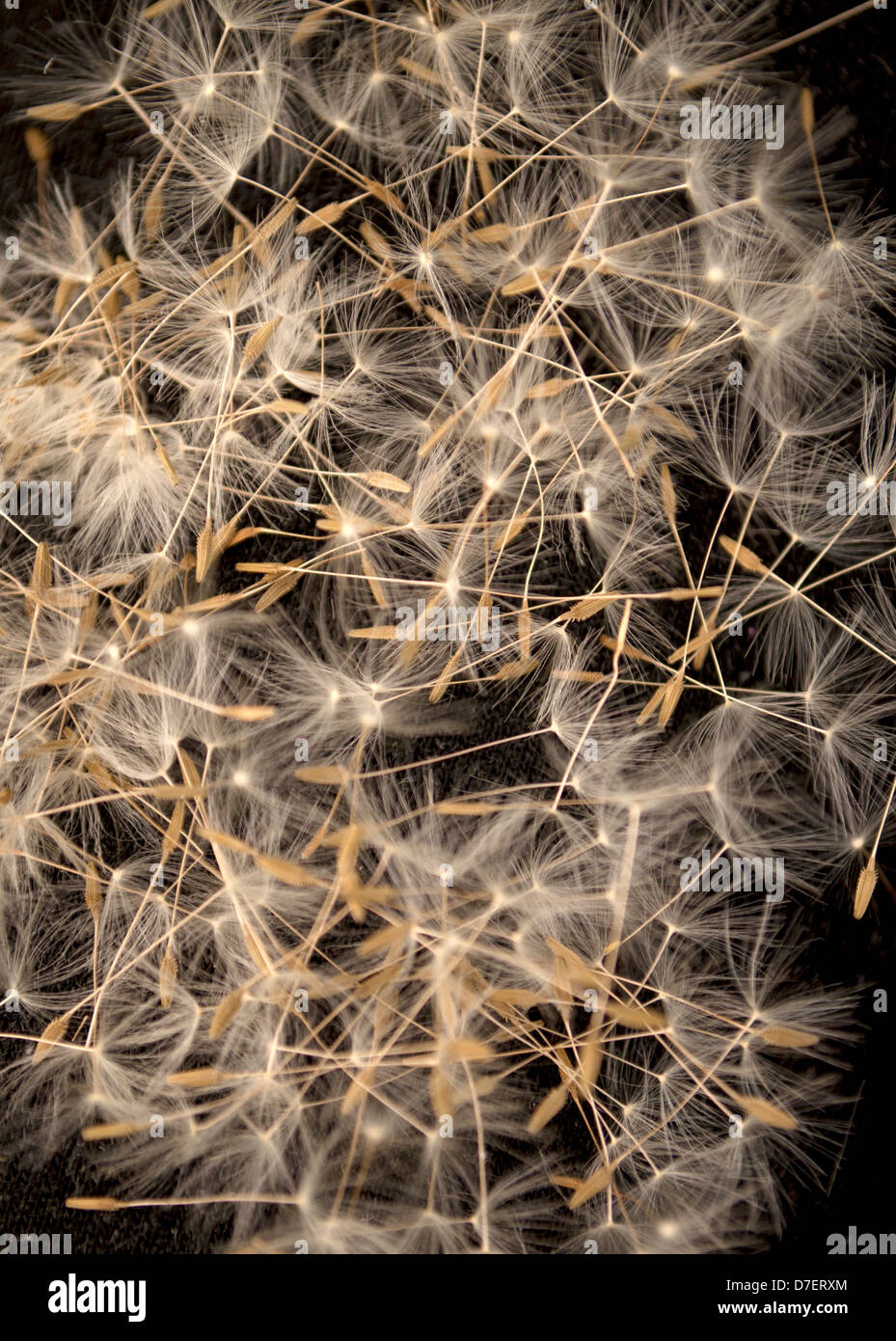 Backdrop seeds hi-res stock photography and images - Alamy