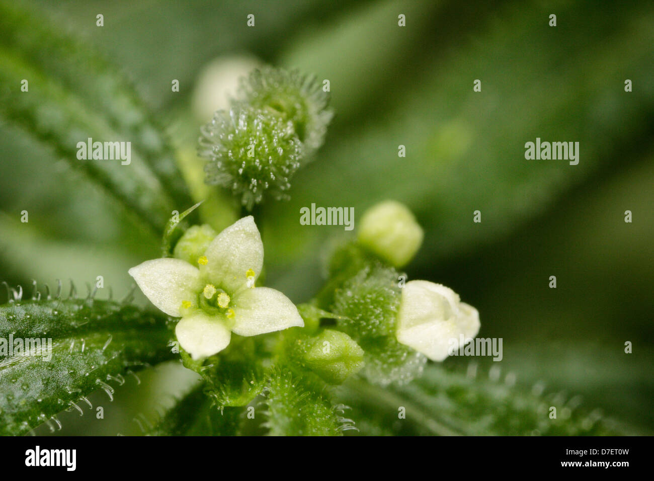 Cleavers galium aparine closeup blossom hires stock photography and