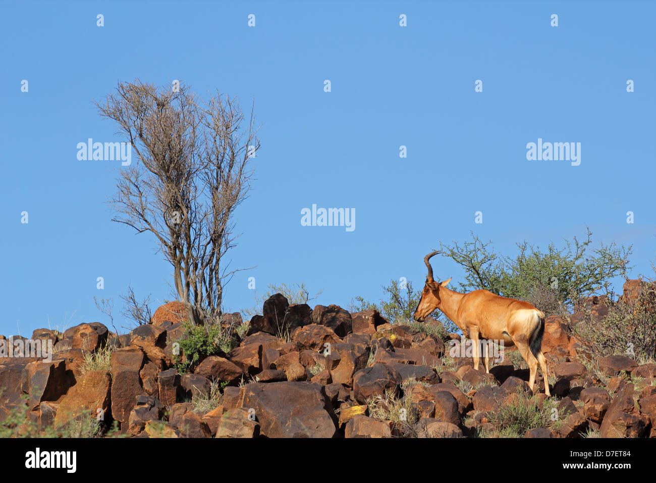 Red hartebeest (Alcelaphus buselaphus) on rocky ridge, South Africa ...