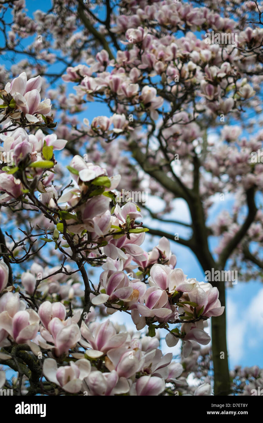 Magnolia Flowers, Tree in Bloom, Spring Stock Photo - Alamy