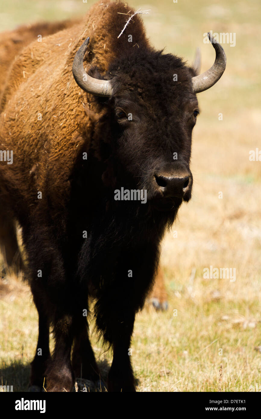 Buffalo ranch on Midwest Stock Photo - Alamy