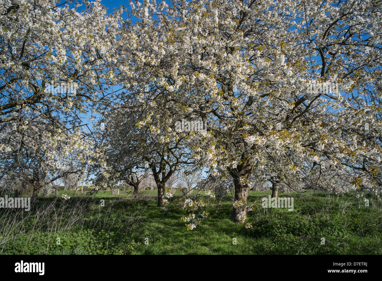 Spring Orchard Hi Res Stock Photography And Images Alamy