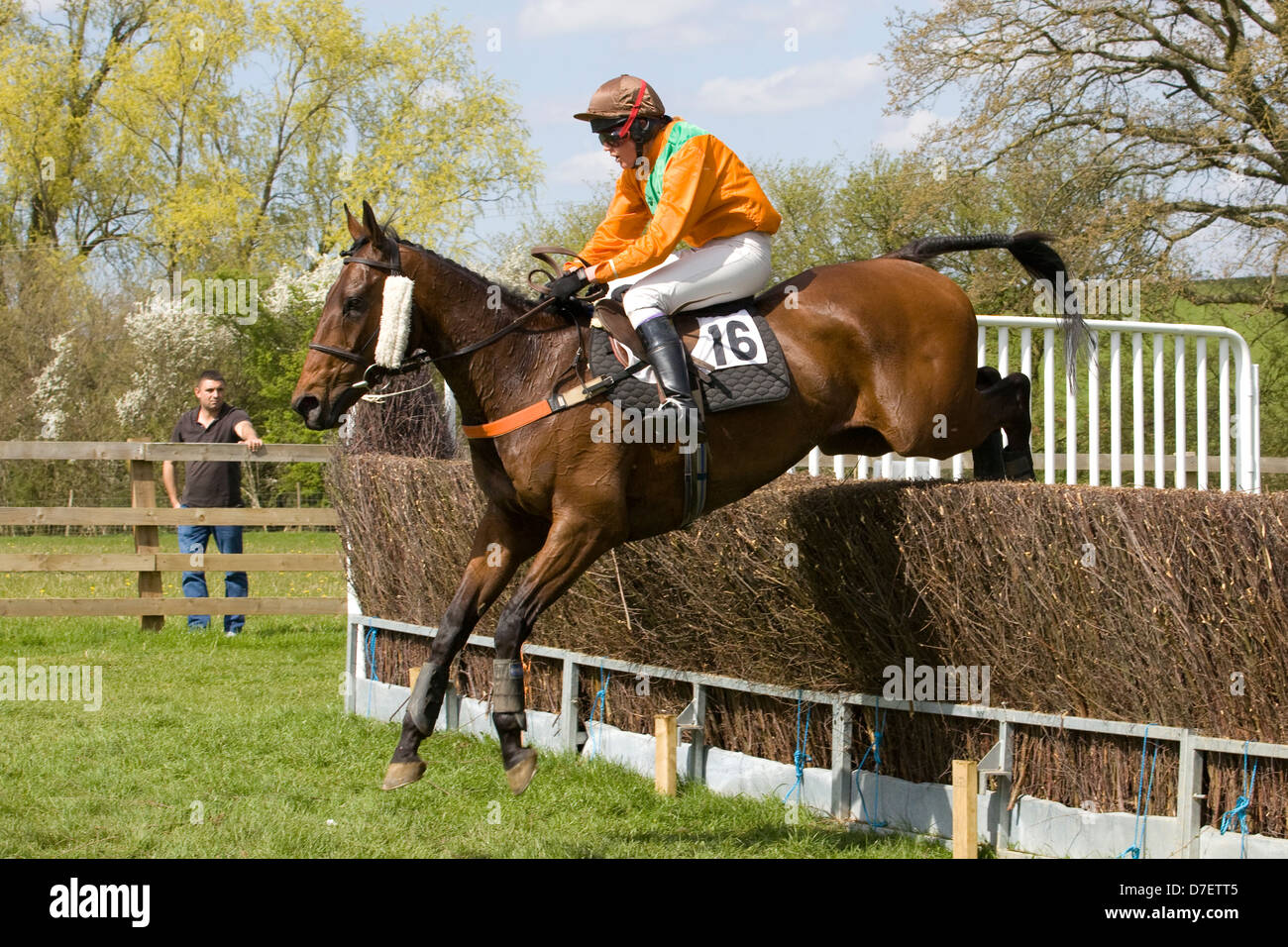 Race horses jumping brush fences at a local point to point meeting