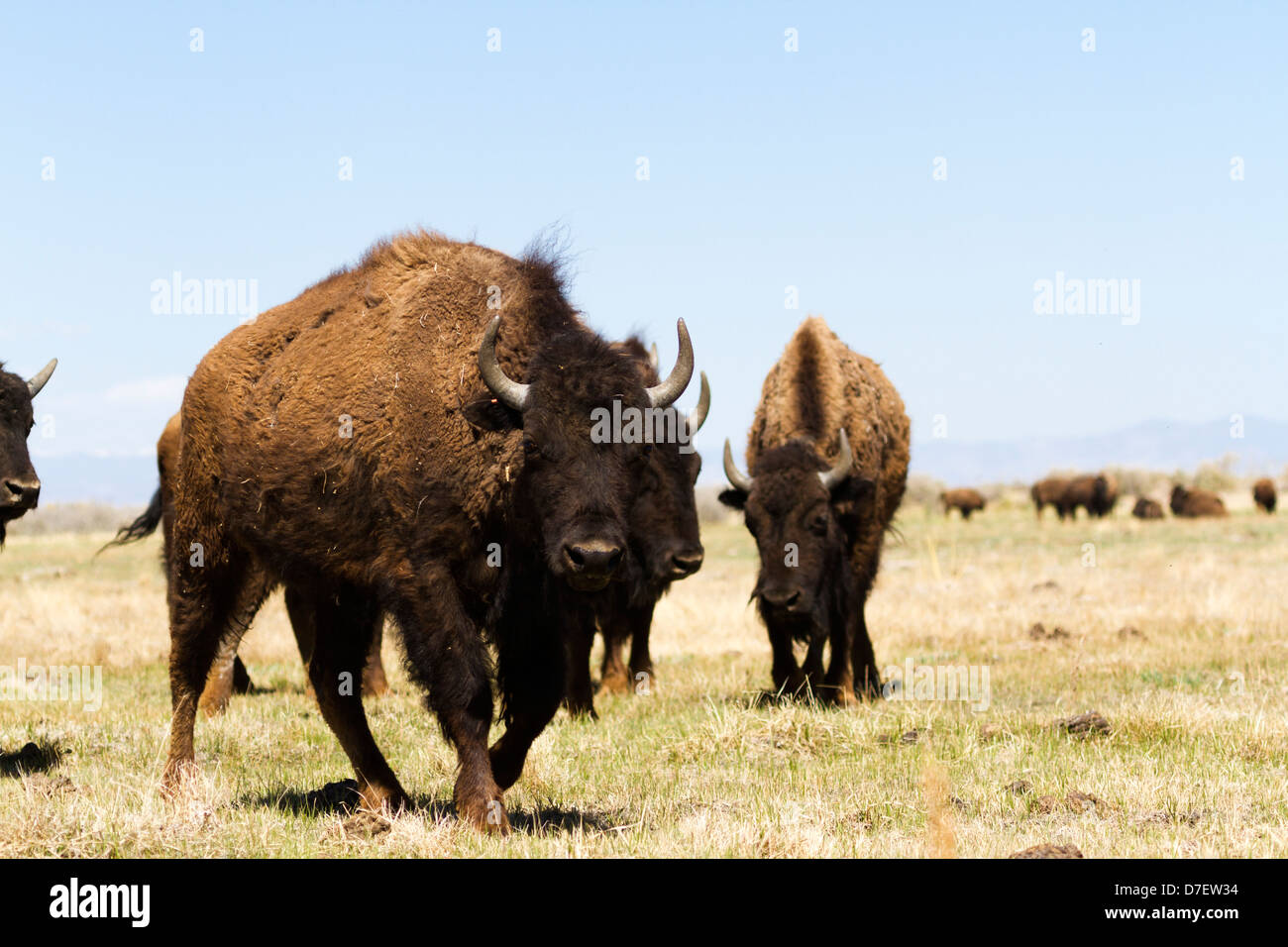 Buffalo Ranch Vs Ranch Buffalo peaks ranch colorado hi-res stock photography and images - Alamy