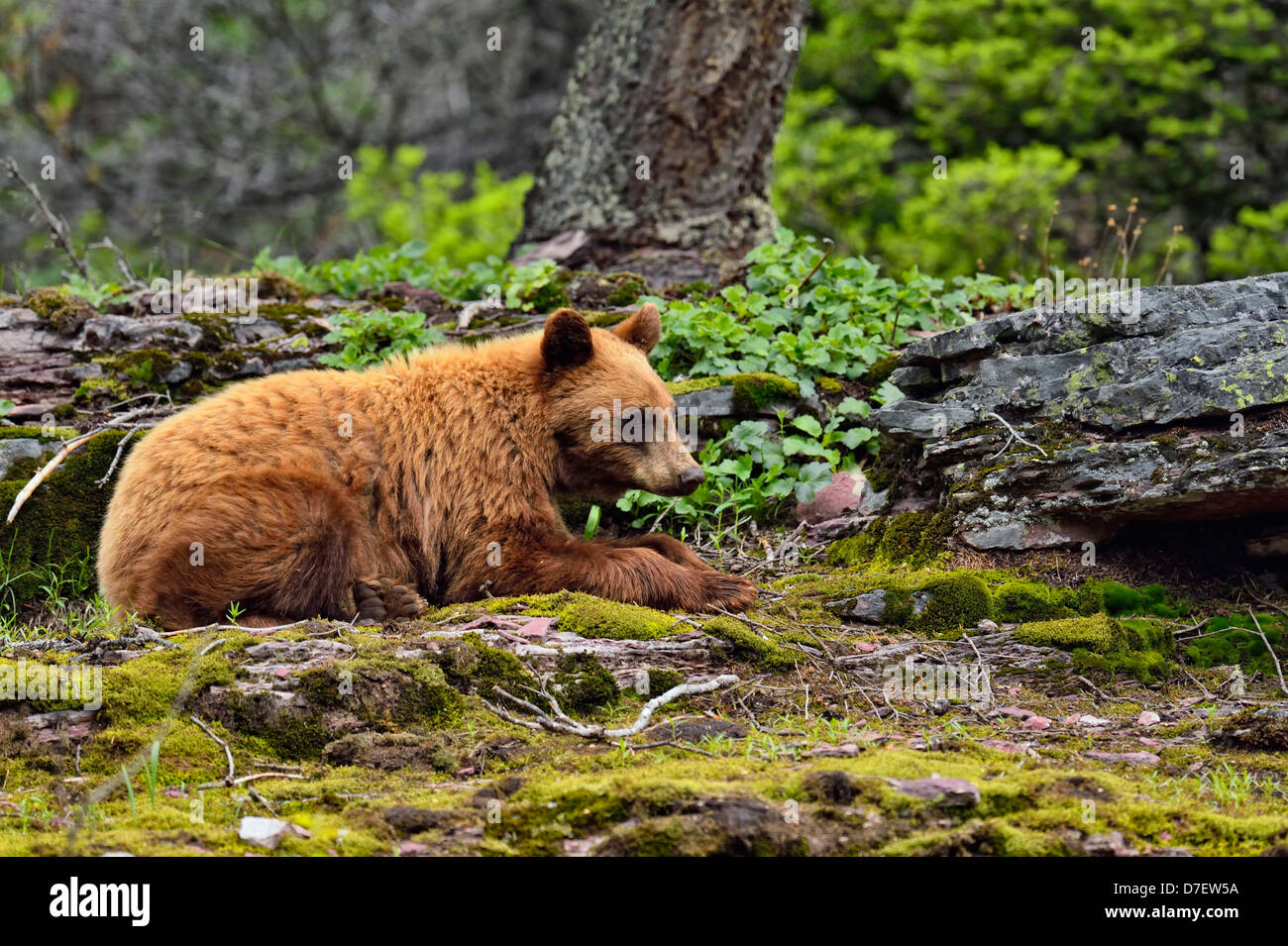 American Black bear, Ursus americanus, Cinnamon variety foraging in