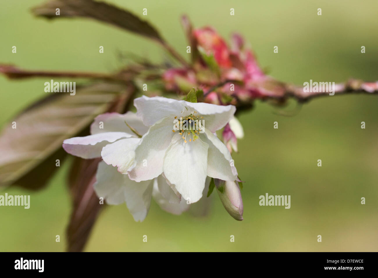 Prunus Ukon blossom. Stock Photo