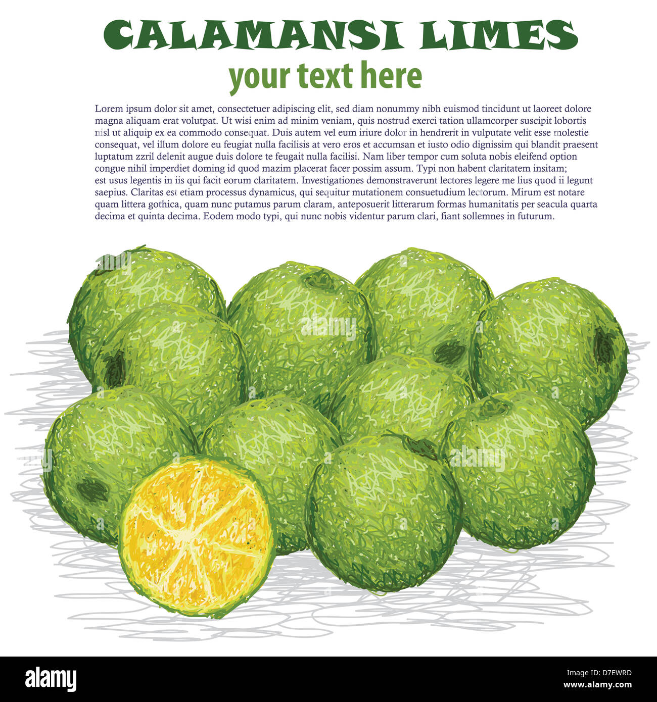 closeup illustration of fresh calamansi limes isolated in white background. Stock Photo