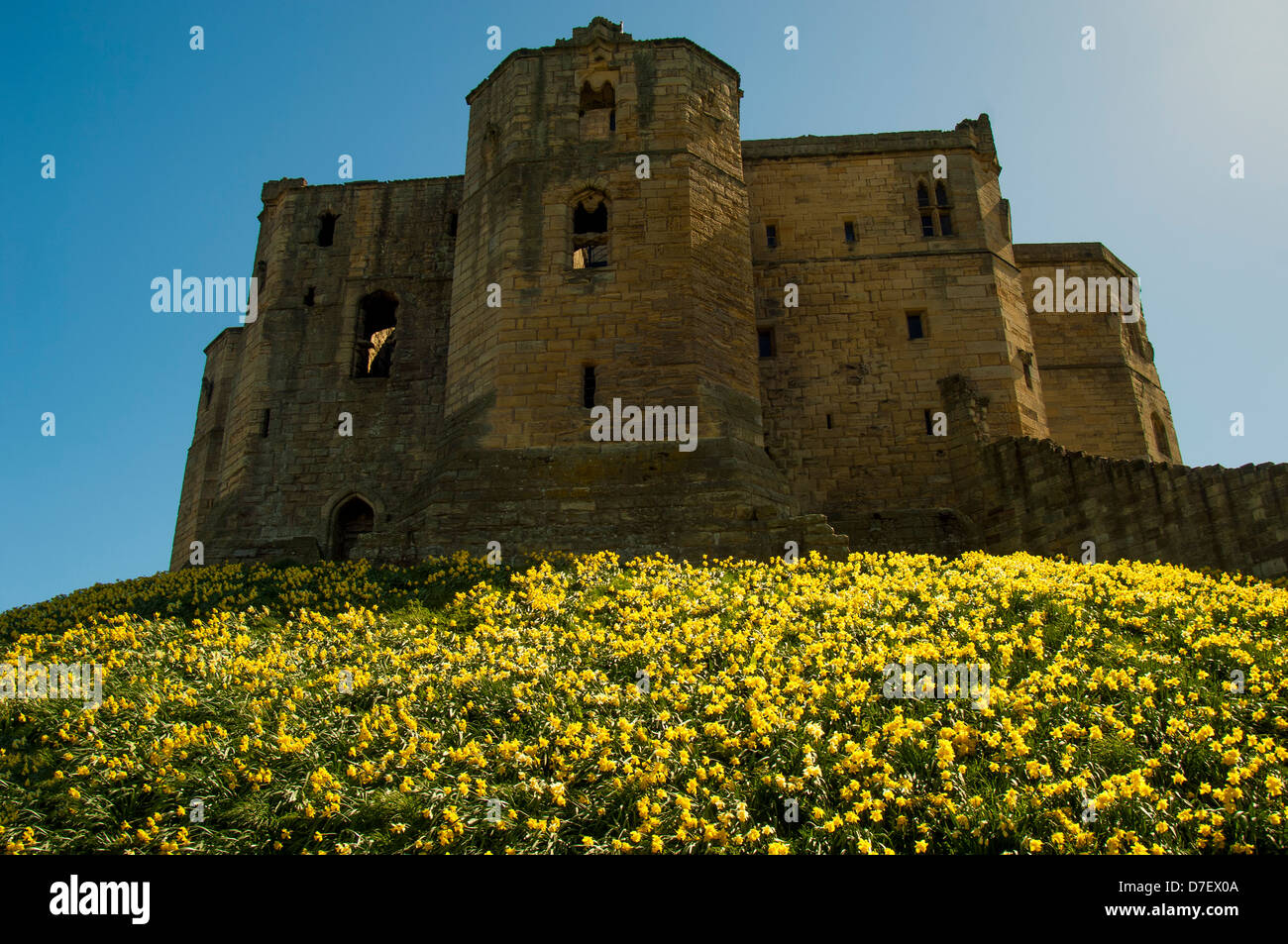 Warkworth castle northumberland daffodils hires stock photography and images Alamy