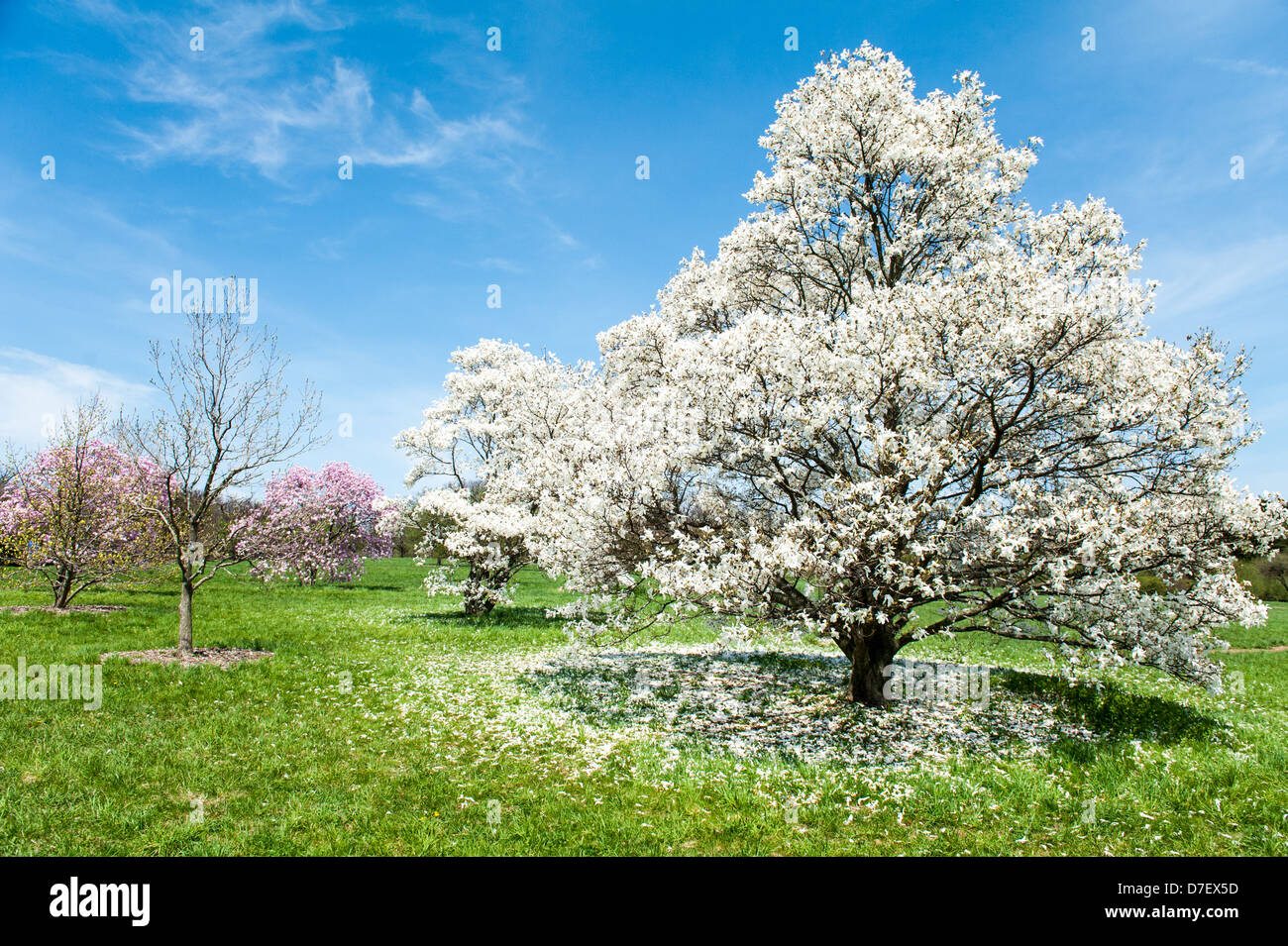 Star magnolia trees in bloom at Morton Arboretum in Lisle, Illinois. Stock Photo