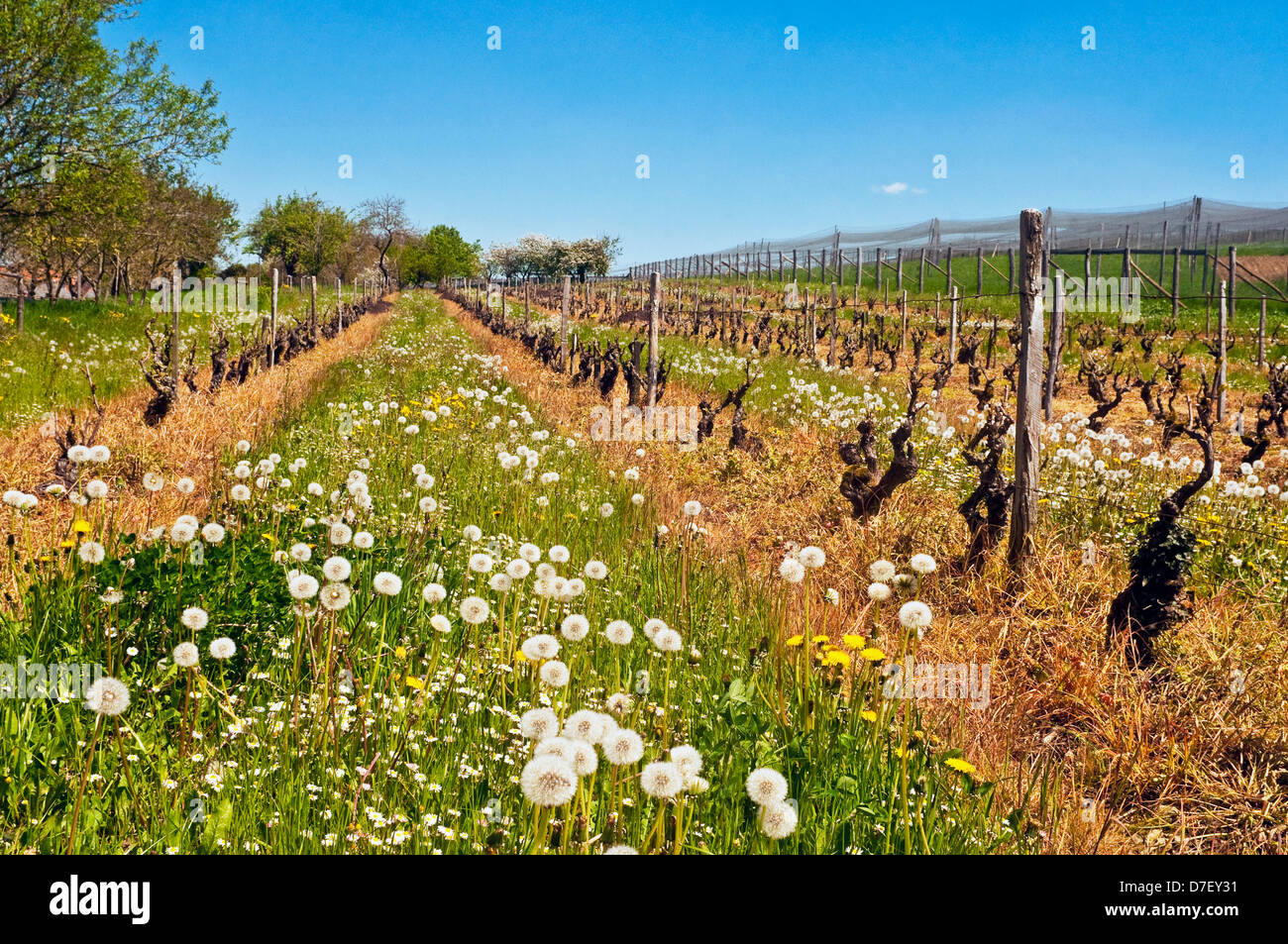 Dandelion in seed heads amongst grape vines - France. Stock Photo