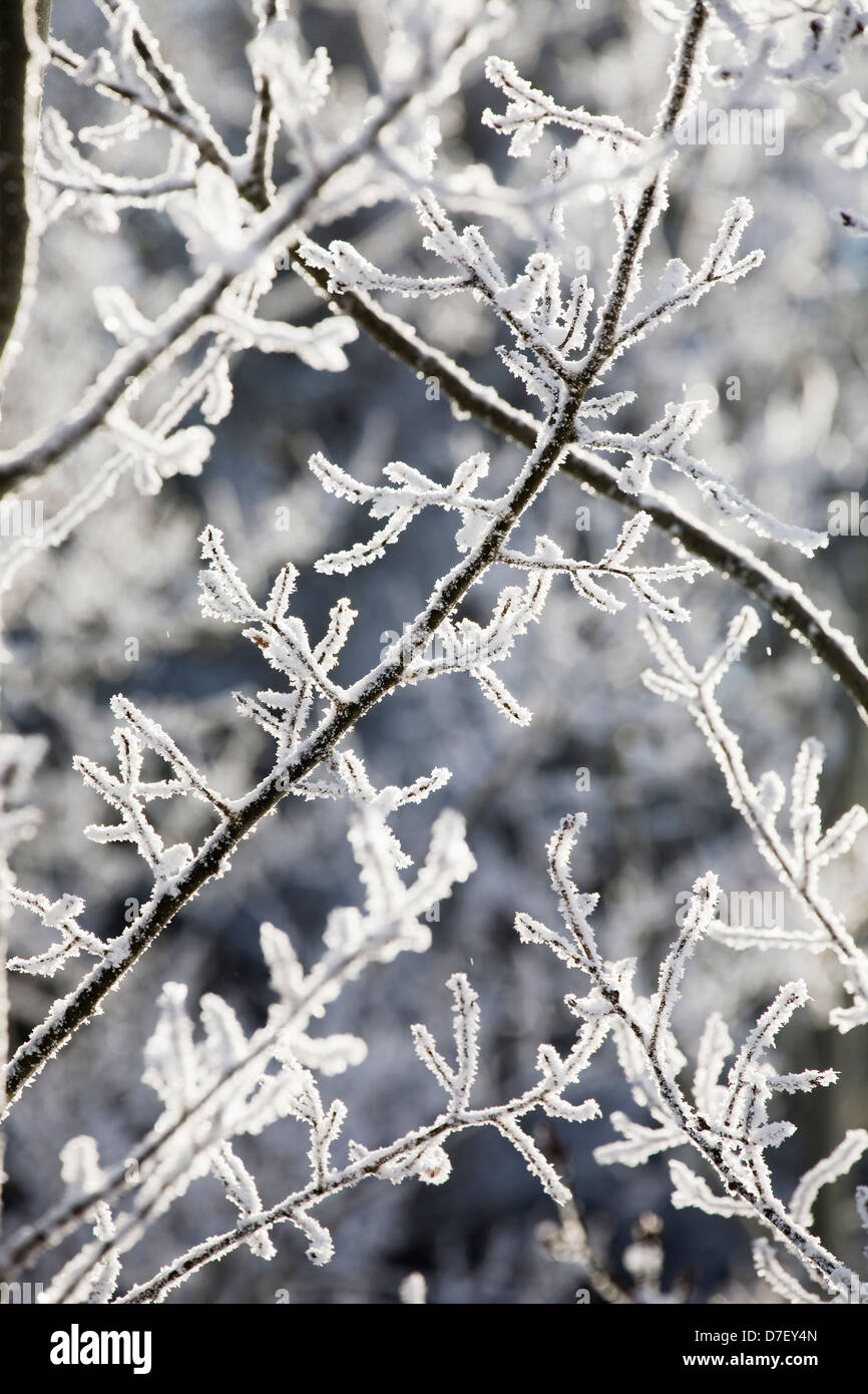 Close up frozen tree hi-res stock photography and images - Alamy