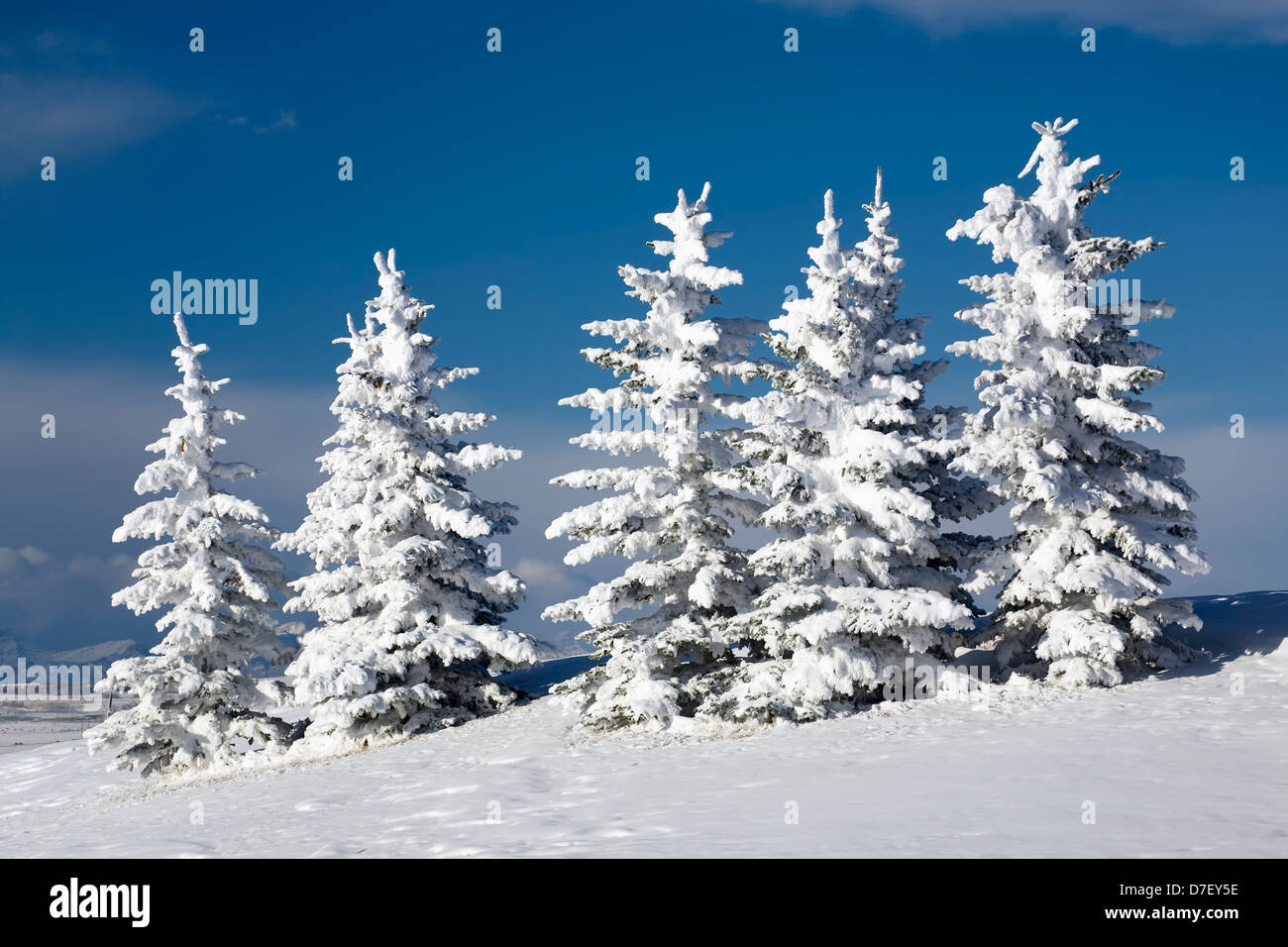 A grouping of snow covered evergreen trees on a snow covered hillside