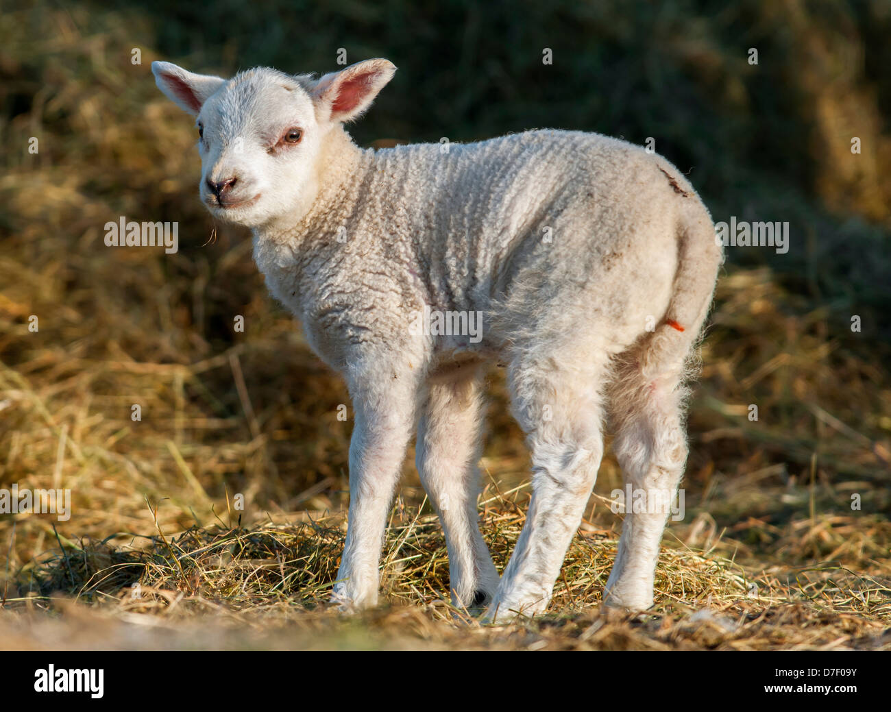 Spring lamb Stock Photo