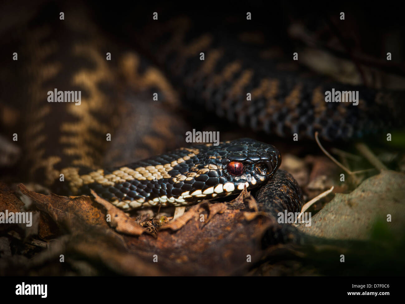 Adder, emerging from the undergrowth into the warm sunlight. Stock Photo