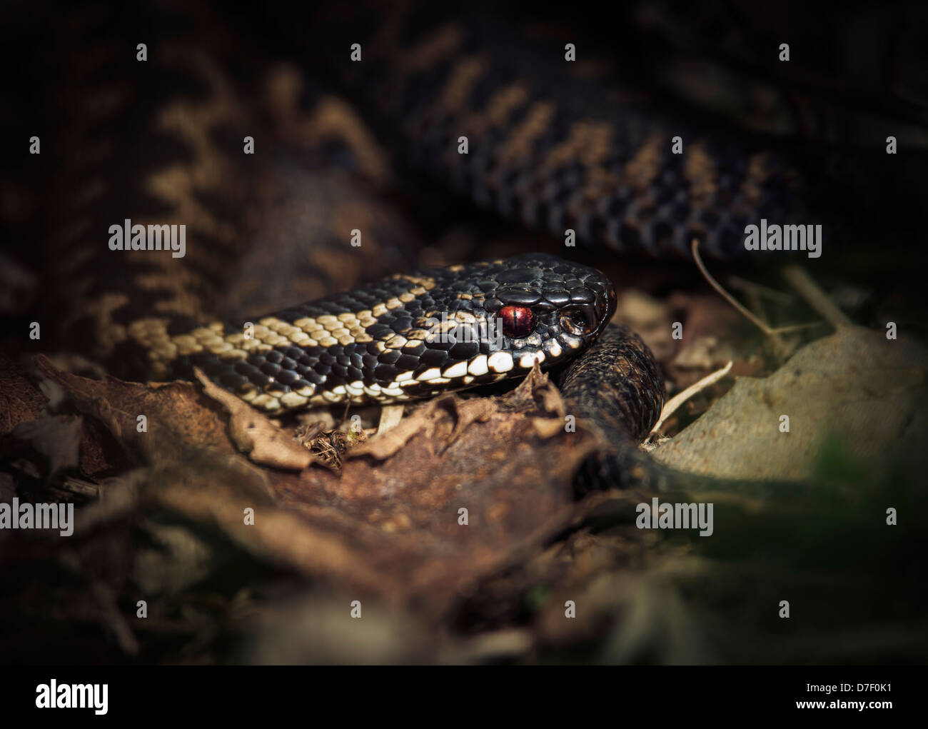 Adder, emerging from the undergrowth into the warm sunlight. Stock Photo