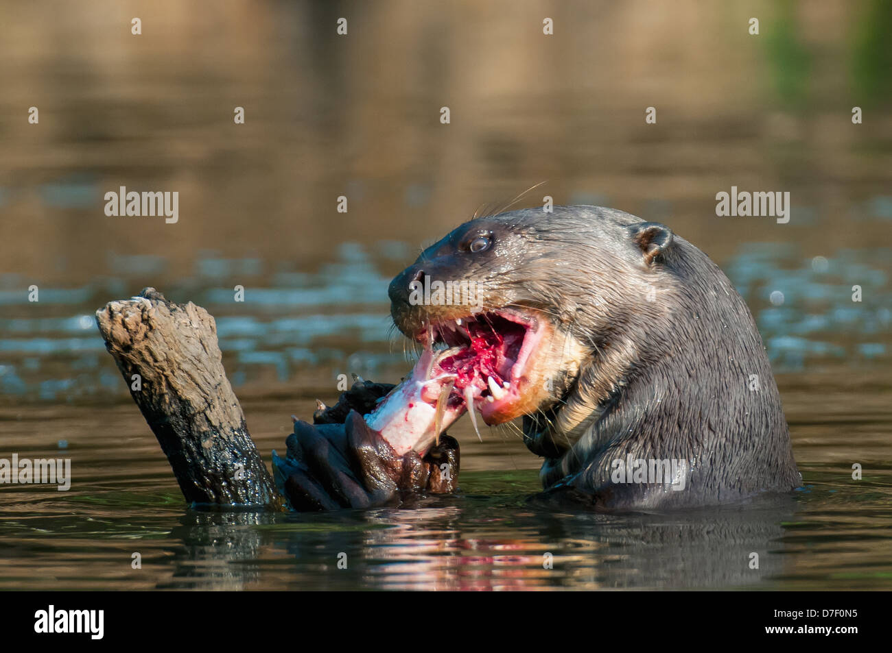 Sea Otters Eating Fish
