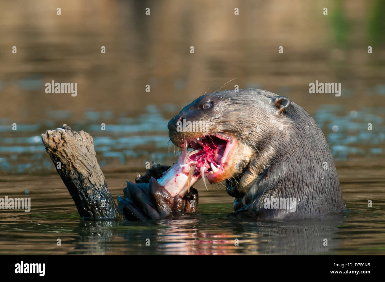 Giant river otter (pteronura brasiliensis) eats fish along the cuiba ...