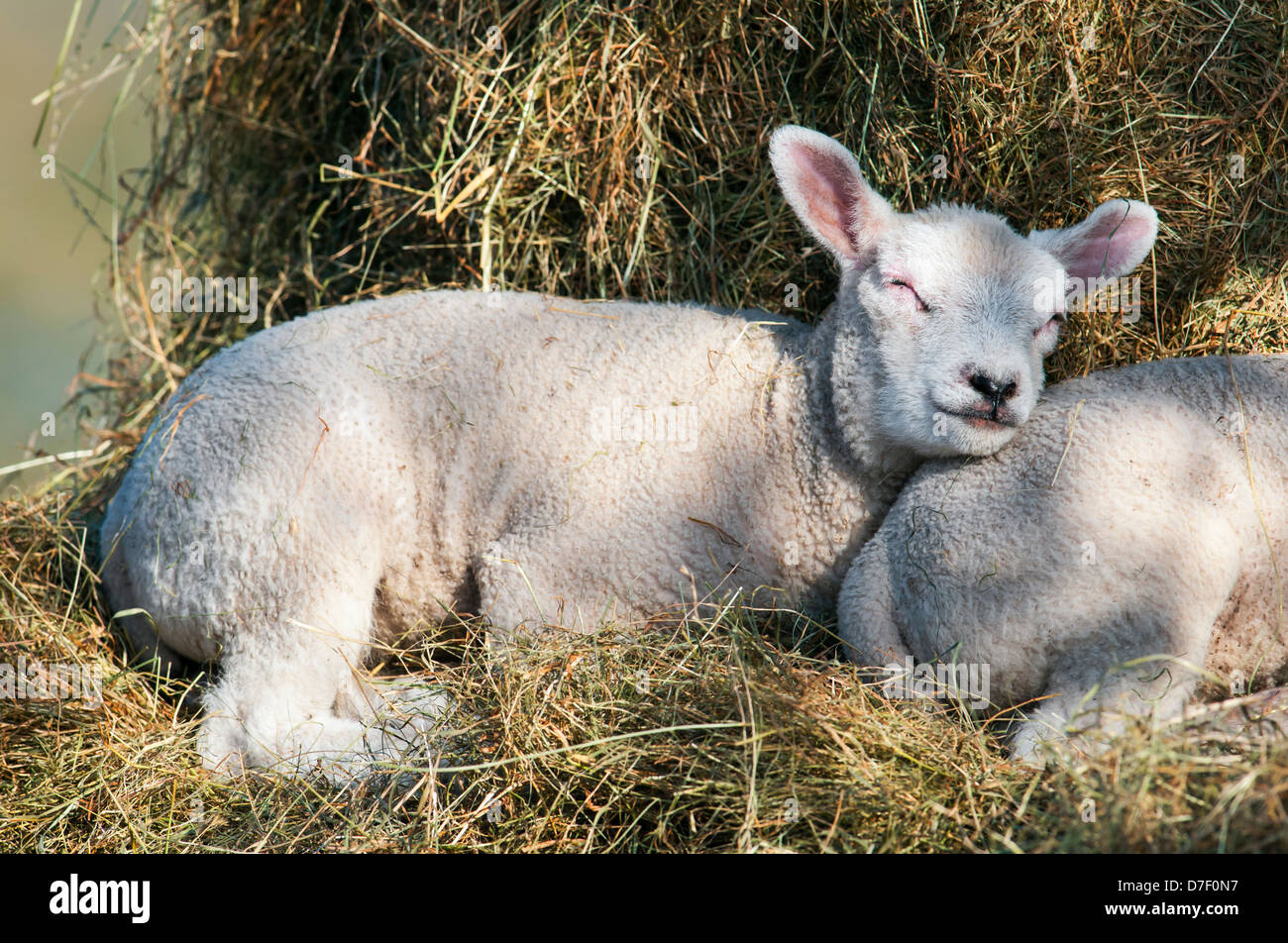 Lamb sleeping on haystack Stock Photo