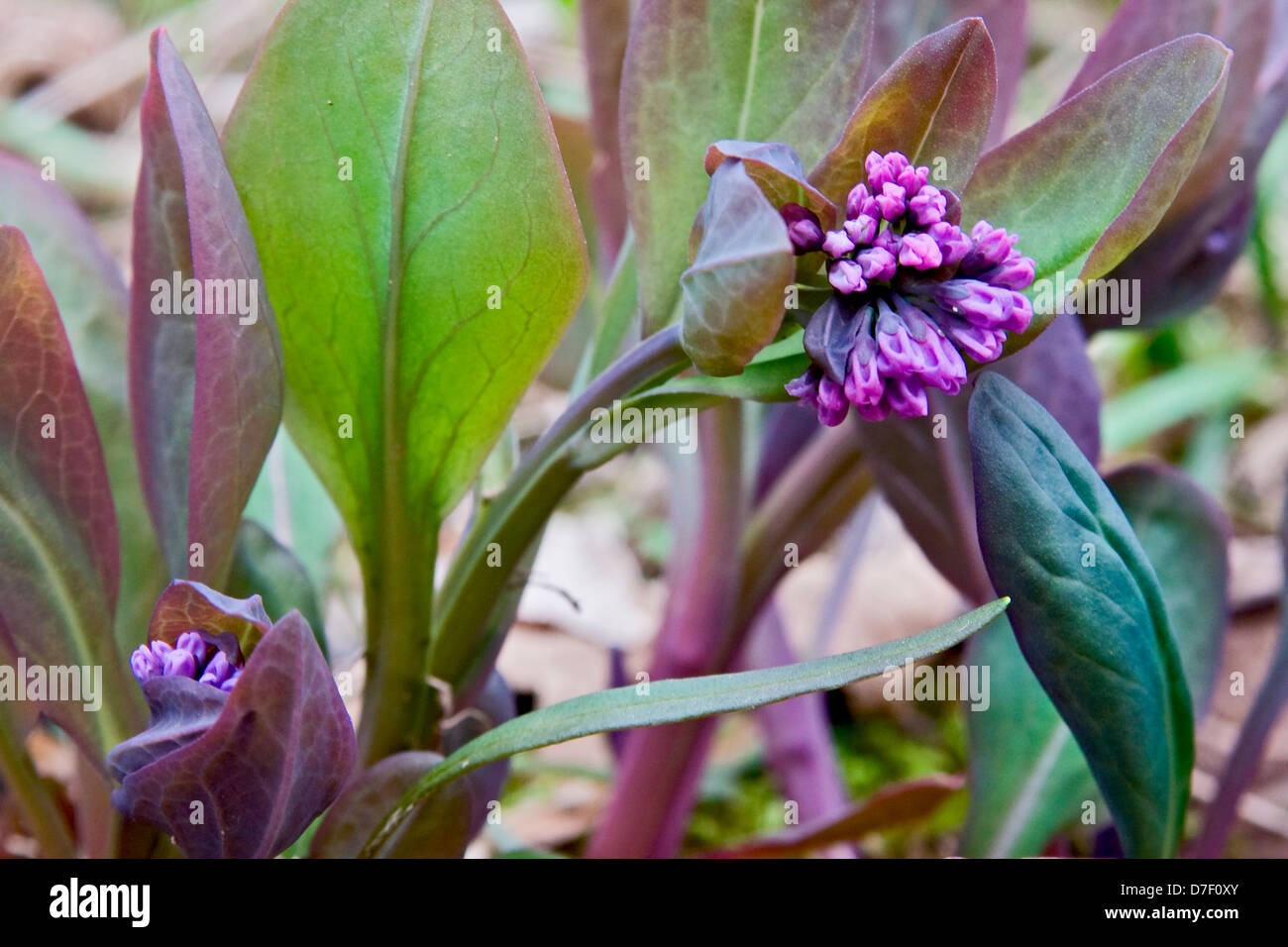 Virginia Bluebells (Mertensia virginica). Stock Photo