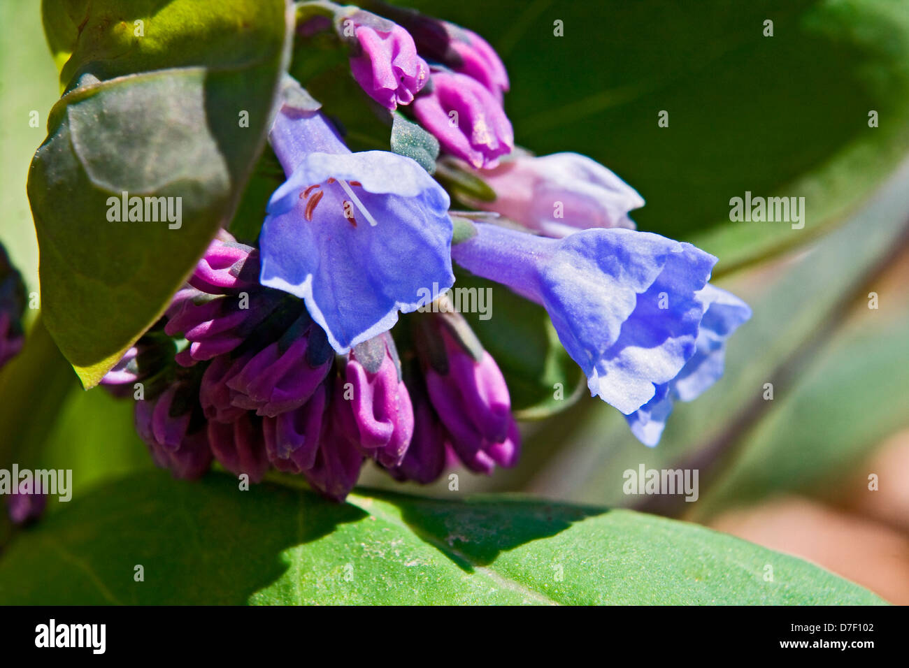 Virginia Bluebells (Mertensia virginica). Stock Photo