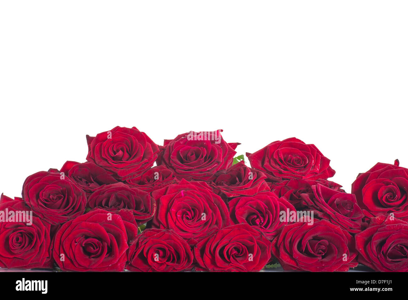Red roses clean hi-res stock photography and images - Alamy